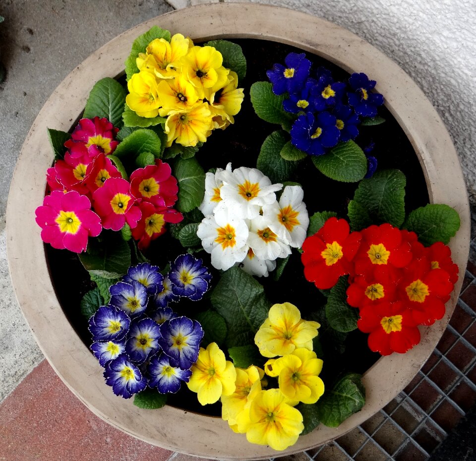 Shell colorful spring