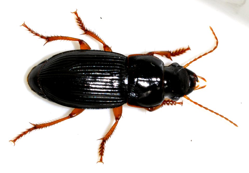 Harpalus-latus-04-fws