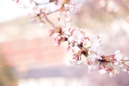 Tree cherry blossom photo