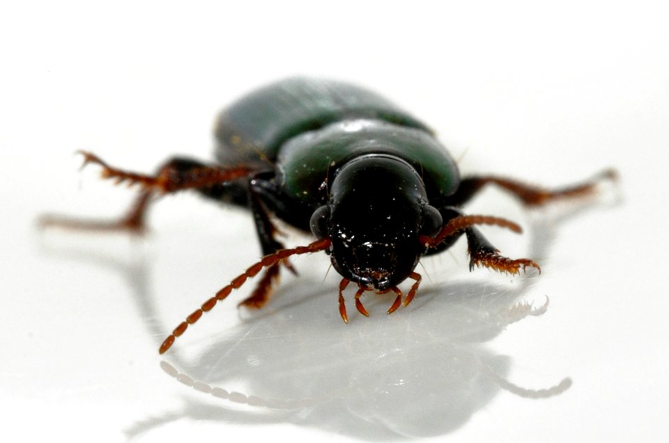 Harpalus-distinguendus-05-fws