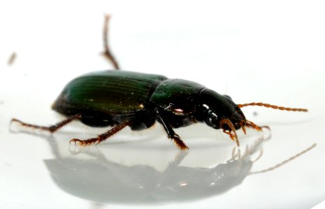 Harpalus-distinguendus-02-fws
