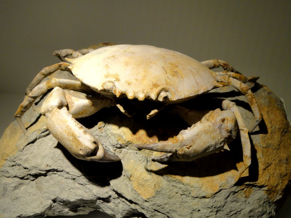 Harpactocarinus punctulatus, crab, Eocene, Rialo Formation, Monte Baldo Quarry, Verona, Italy - Houston Museum of Natural Science - DSC01954