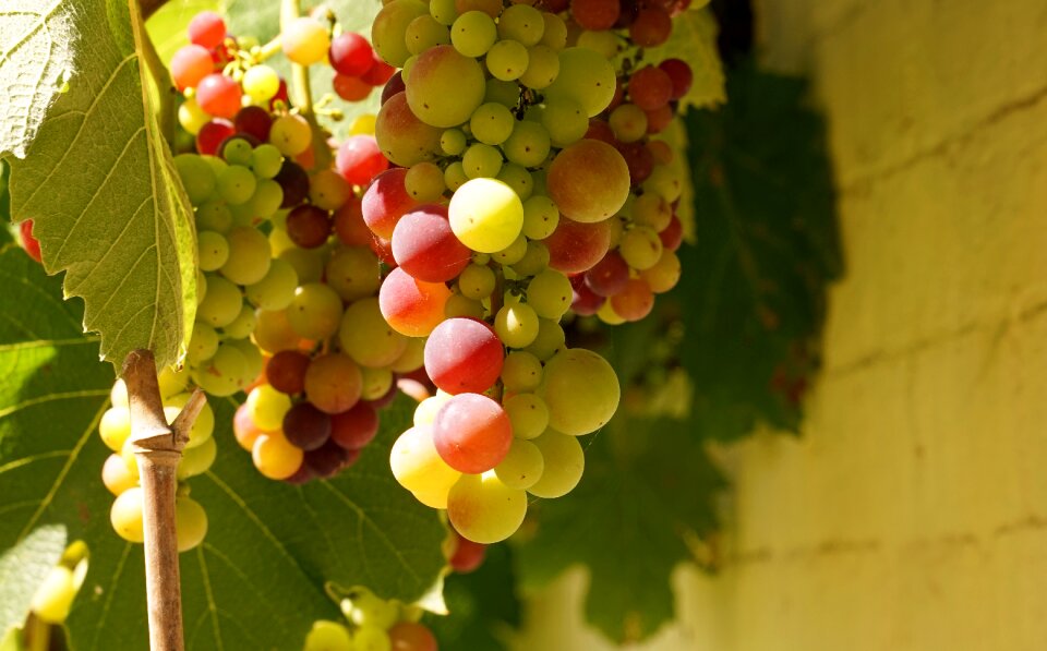 Winegrowing vines mature