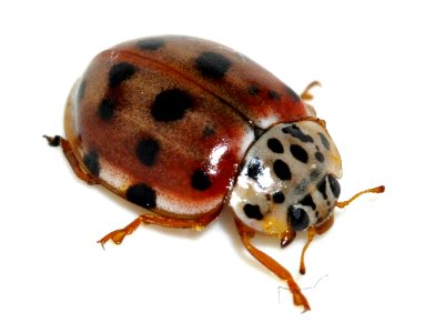 Harmonia-quadripunctata-03-fws