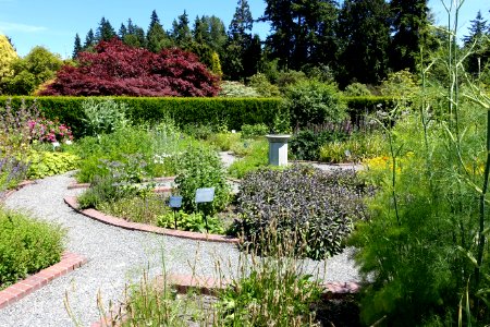 Harold and Frances Holt Physic Garden - UBC Botanical Garden - Vancouver, Canada - DSC08404