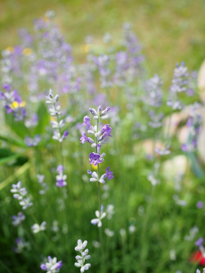 Flowers summer ornamental plant