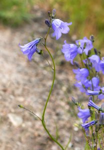 Harebells by a road photo