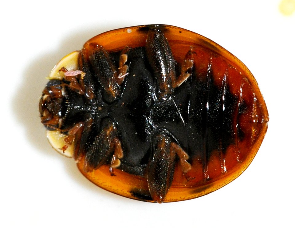 Harmonia-axyridis-19-fws