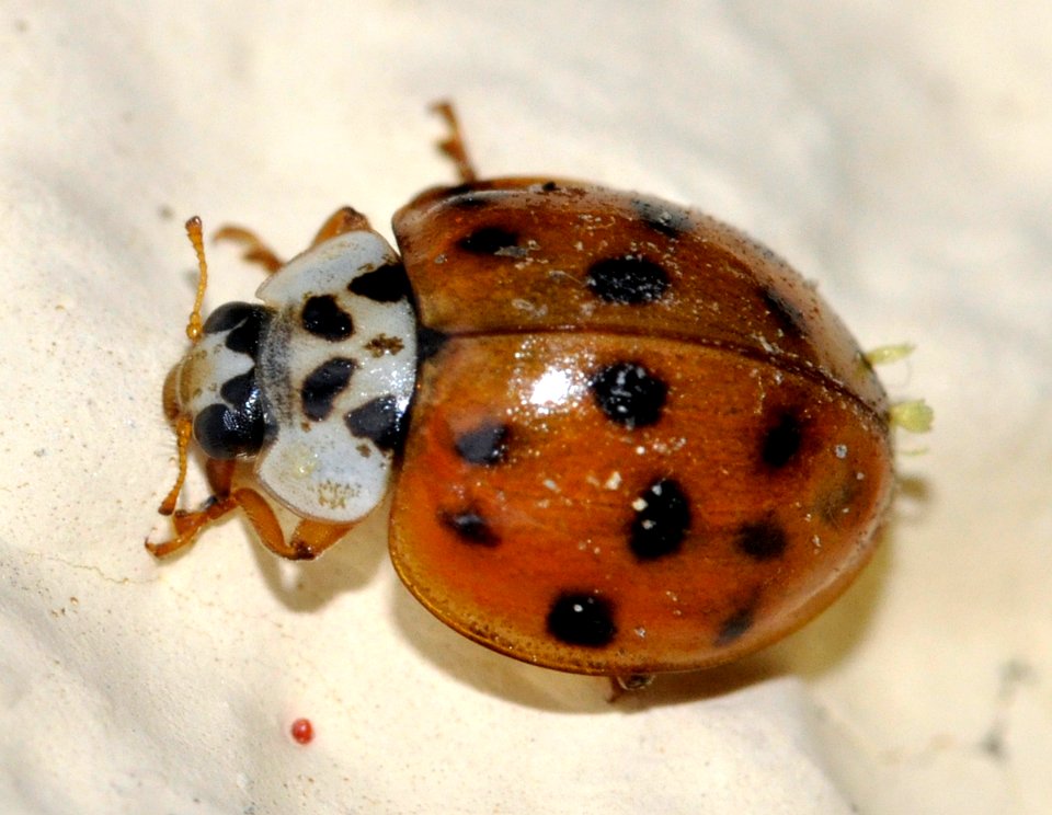 Harmonia-axyridis-with-Laboulbeniales-03-fws