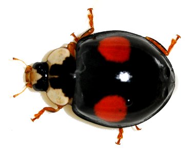 Harmonia-axyridis-15-fws