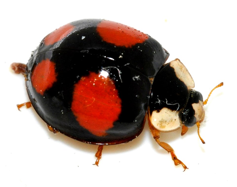 Harmonia-axyridis-17-fws