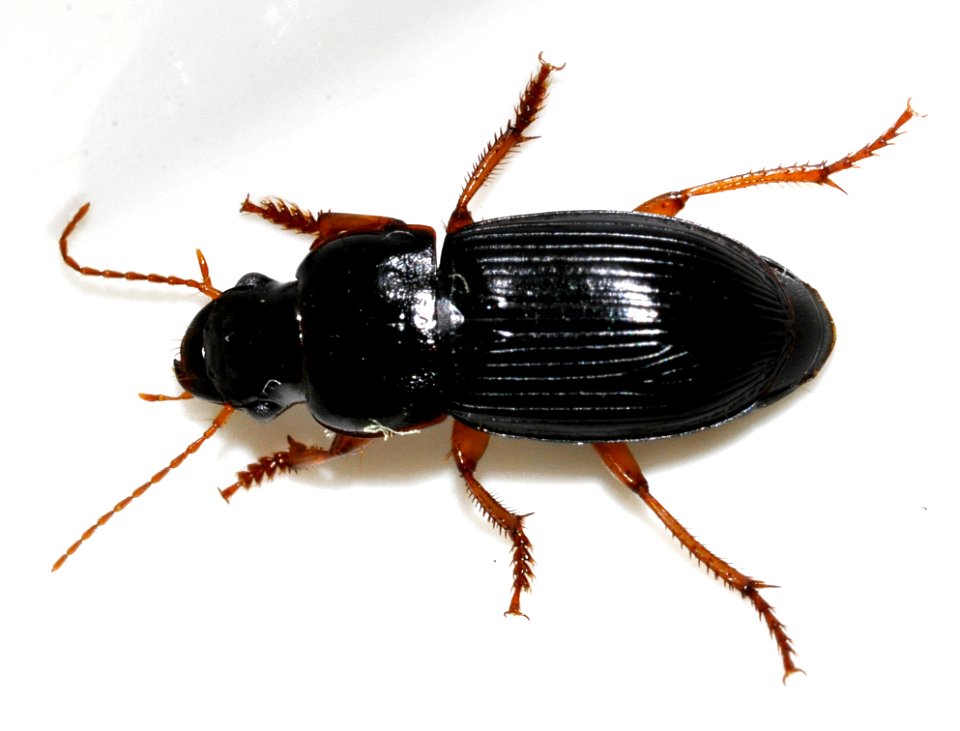 Harpalus-latus-05-fws