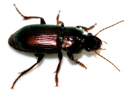 Harpalus-distinguendus-06-fws