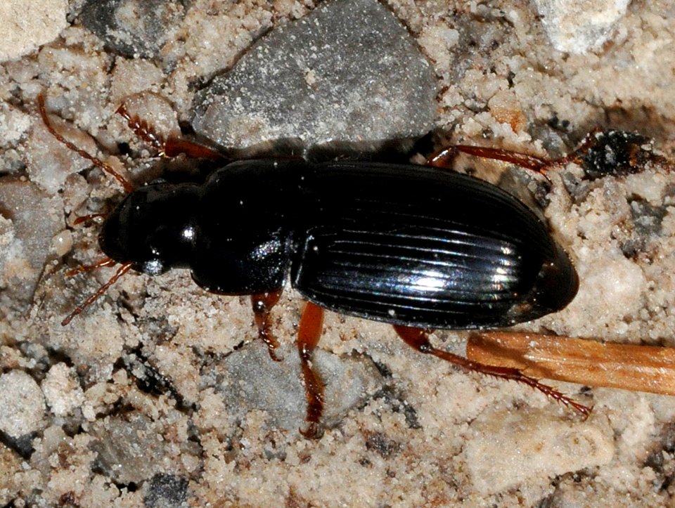 Harpalus-unidentified-02-fws