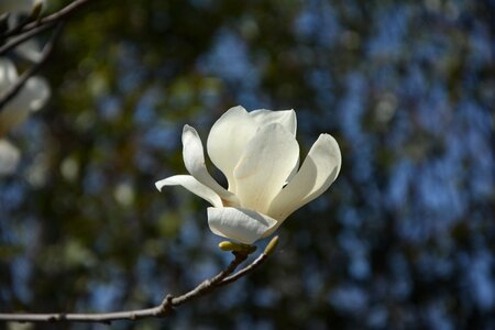 Magnolia flower white flowers flower photo