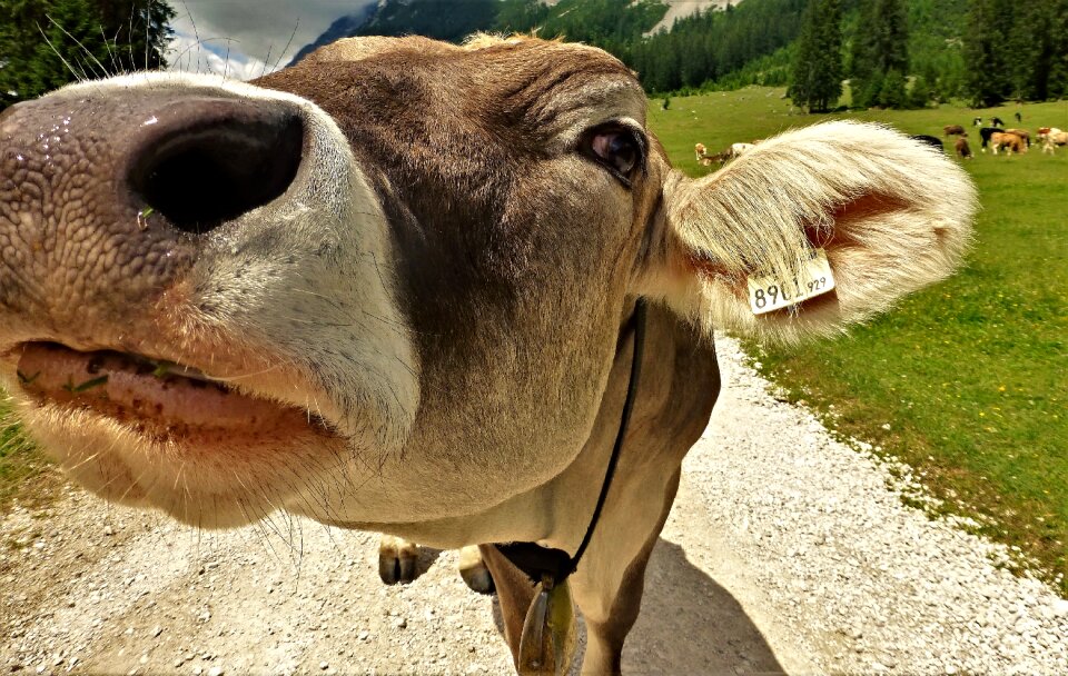 Pasture cows cattle
