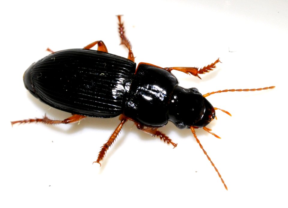 Harpalus-latus-07-fws