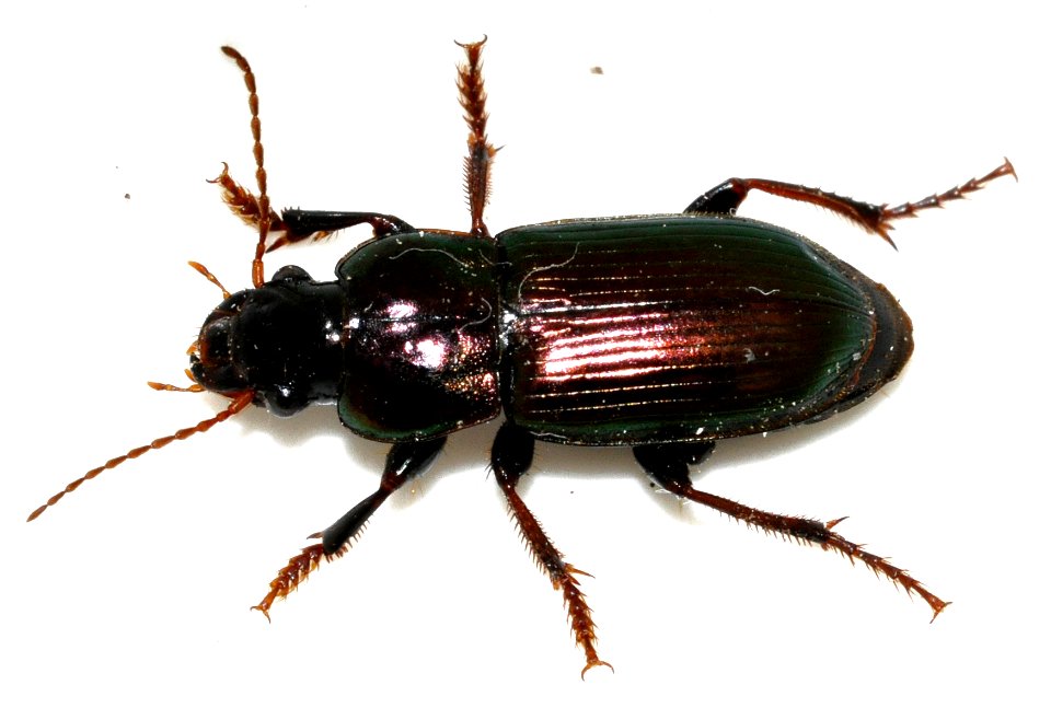 Harpalus-distinguendus-07-fws