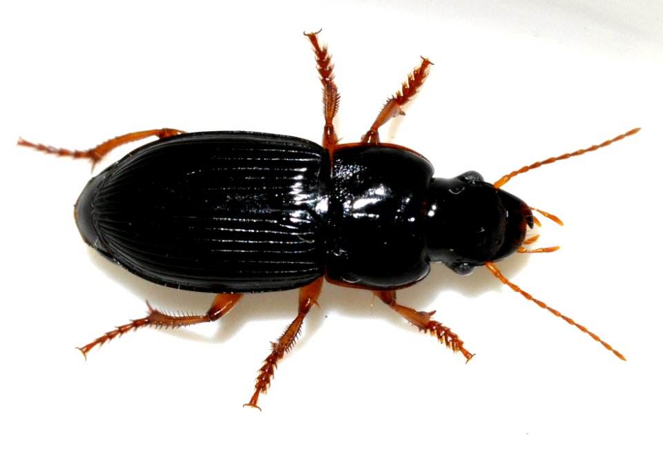 Harpalus-latus-06-fws