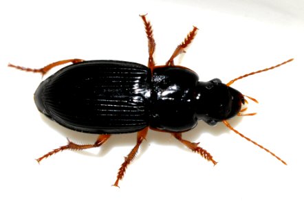 Harpalus-latus-06-fws