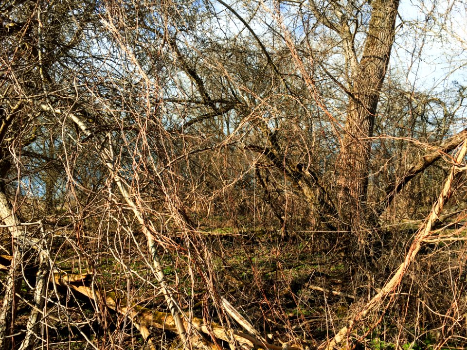 Hardhoutooibos in de Gelderse Poort
