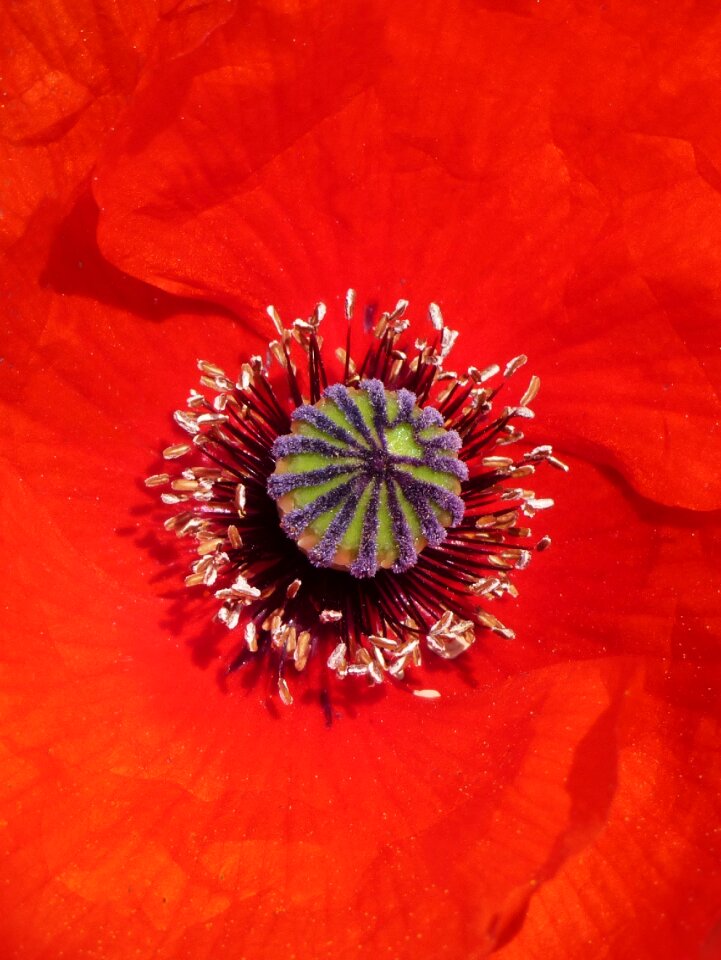 Pistils red pollen detail