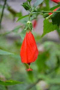Red flower flower red flowers