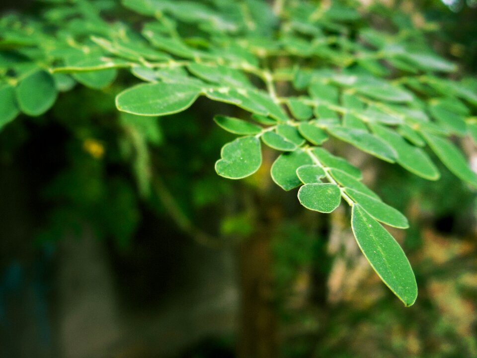 Plant growth leaves