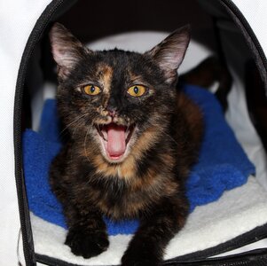Petit mouth open pet