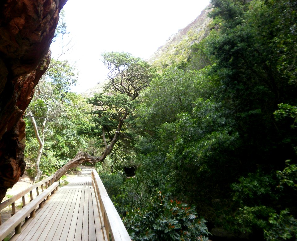 Harold Porter Botanical Gardens - indigenous forest section - Bettys Bay - South Africa