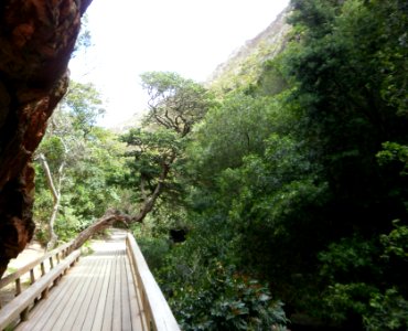 Harold Porter Botanical Gardens - indigenous forest section - Bettys Bay - South Africa