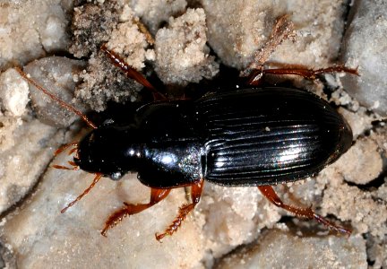 Harpalus-unidentified-01-fws