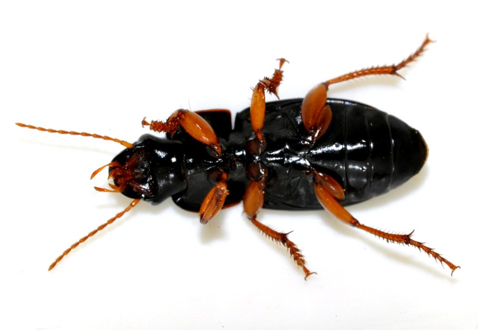 Harpalus-latus-02-fws