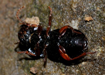 Harpalus-unidentified-04-fws