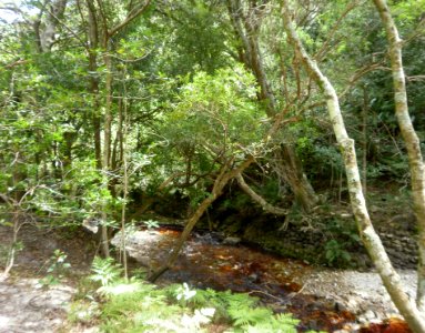 Harold Porter Botanical Gardens - indigenous forest section - Bettys Bay - South Africa 2