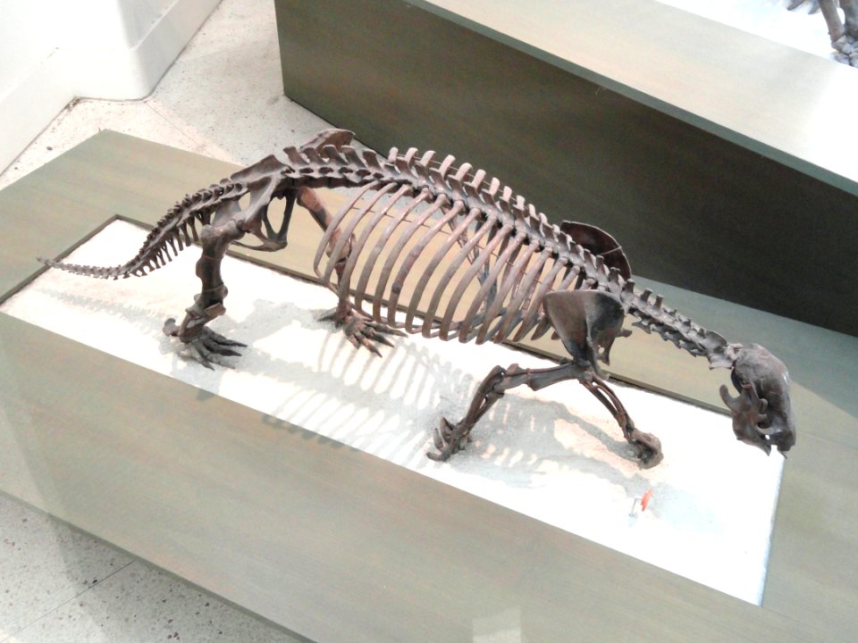 Hapalops ruetimeyeri - AMNH - DSC06329