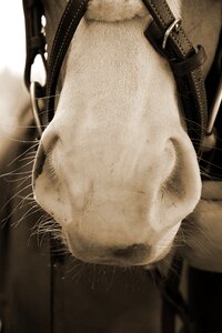 Nose horse head white