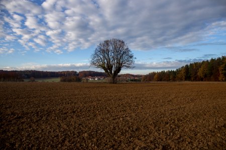 Hansalinde bei Kleingesee 001