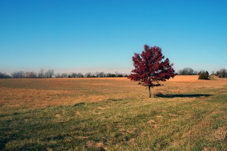 Nature red yellow
