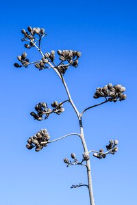 Plant nature flora