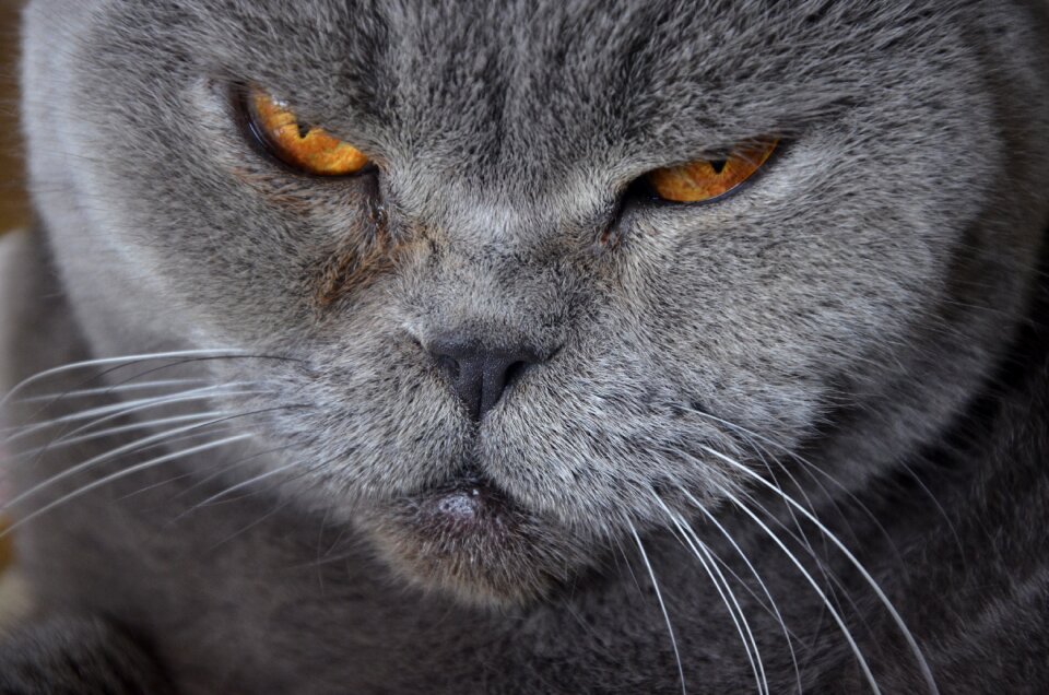 Fur kitten domestic cat