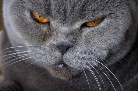 Fur kitten domestic cat