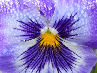 Thinking dew drops of water