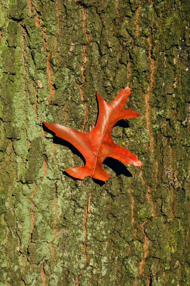 Autumn structure close up