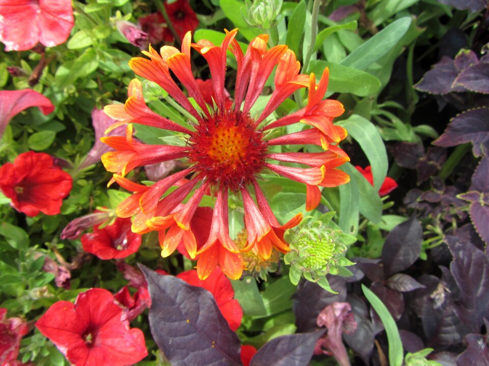 Spring plant beautiful flower