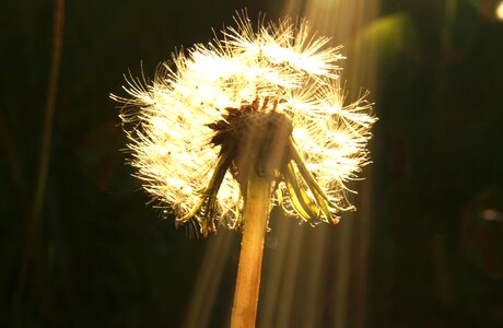 Sonchus oleraceus dandelions the sun photo