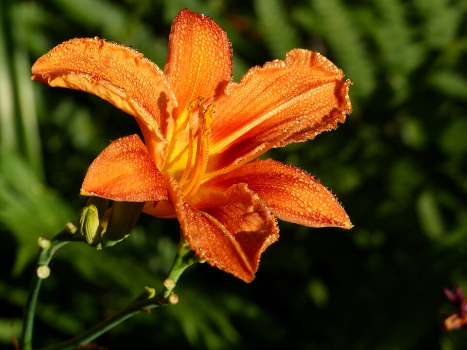 Spring dew drops of water