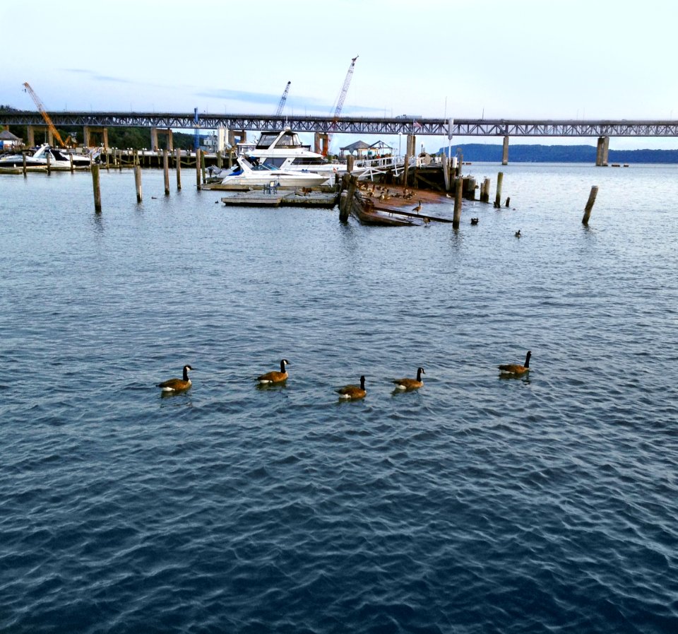 Harbor Geese-Tarrytown NY