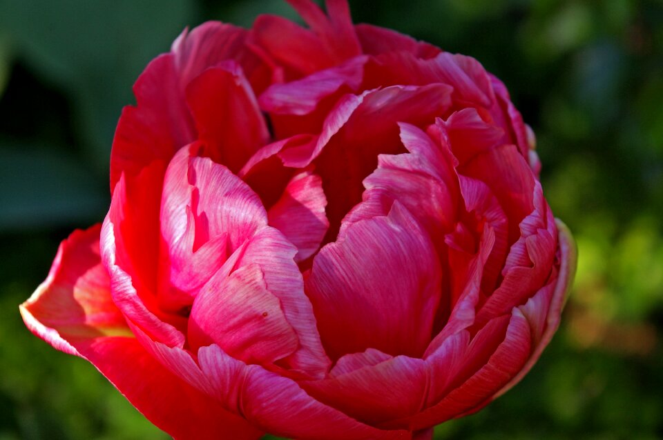 Spring nature flowers