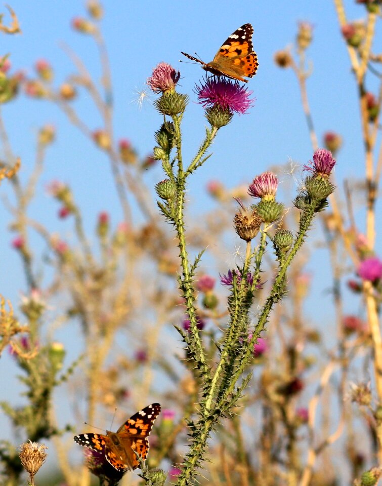 Nature wings coloring
